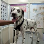 Maruthi Pet Care Centre