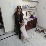 PetSphere