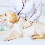 R K Pet Clinic