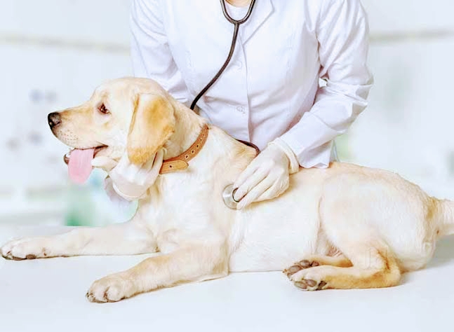 R K Pet Clinic