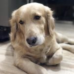 Dr Inder Singh Pet Clinic