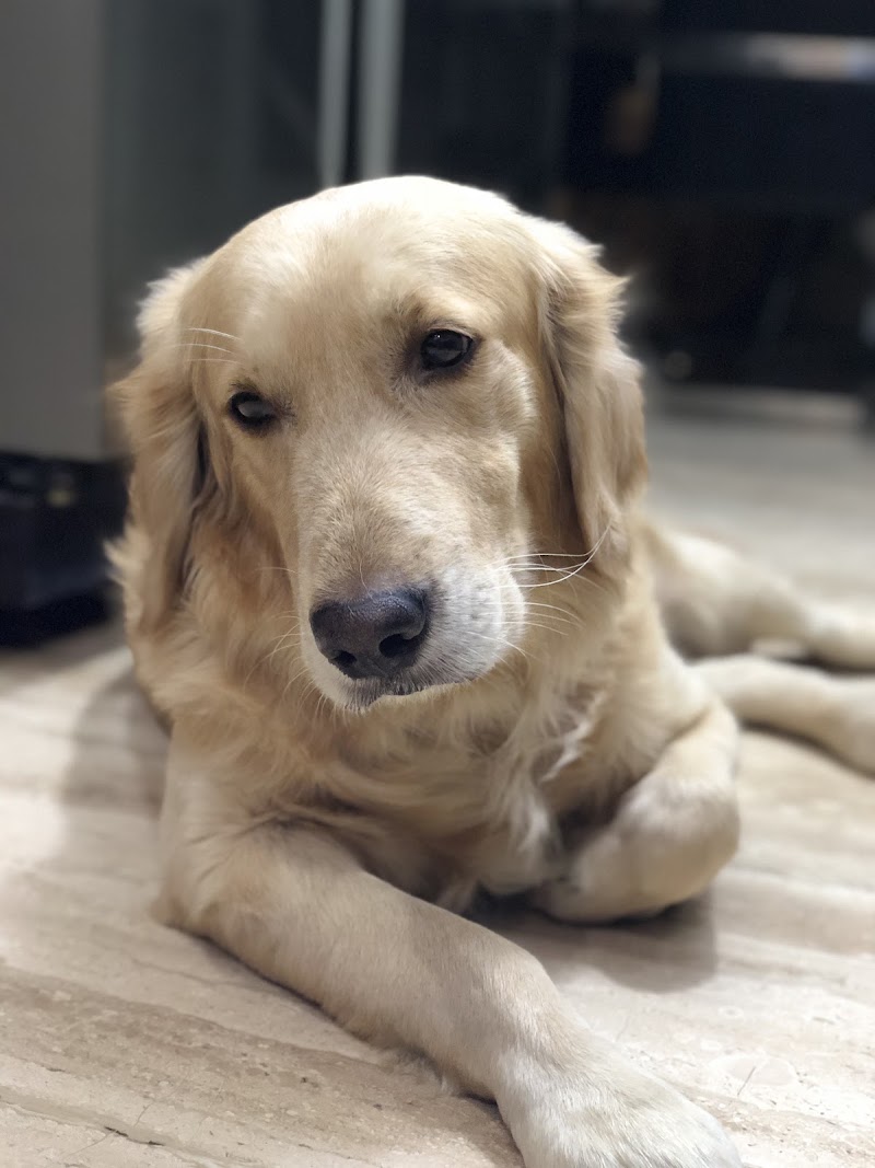Dr Inder Singh Pet Clinic