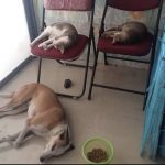 Dr Pooja Thakur’s Animal Clinic