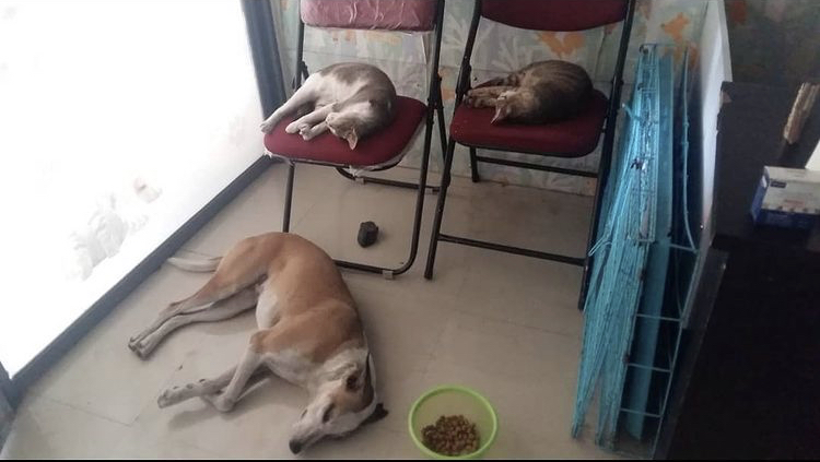 Dr Pooja Thakur’s Animal Clinic