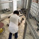 Shri Vijayanand Jain Charitable Birds Hospital