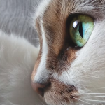 Dr. Sunetra’s PetVet Veterinary Clinic – Exotic Pets