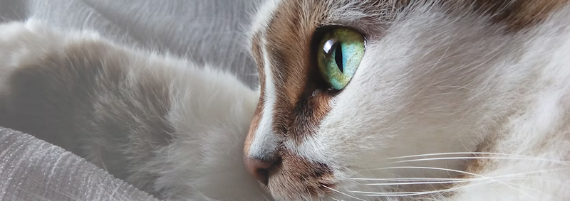Dr. Sunetra’s PetVet Veterinary Clinic – Exotic Pets
