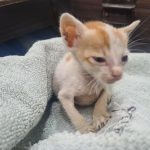 Pet Care Clinic