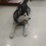 Paw’s & tail’s vet clinic