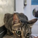 Dr. Deepa Katyal’s AWRC – The Vet Clinic for your Pet’s concerns