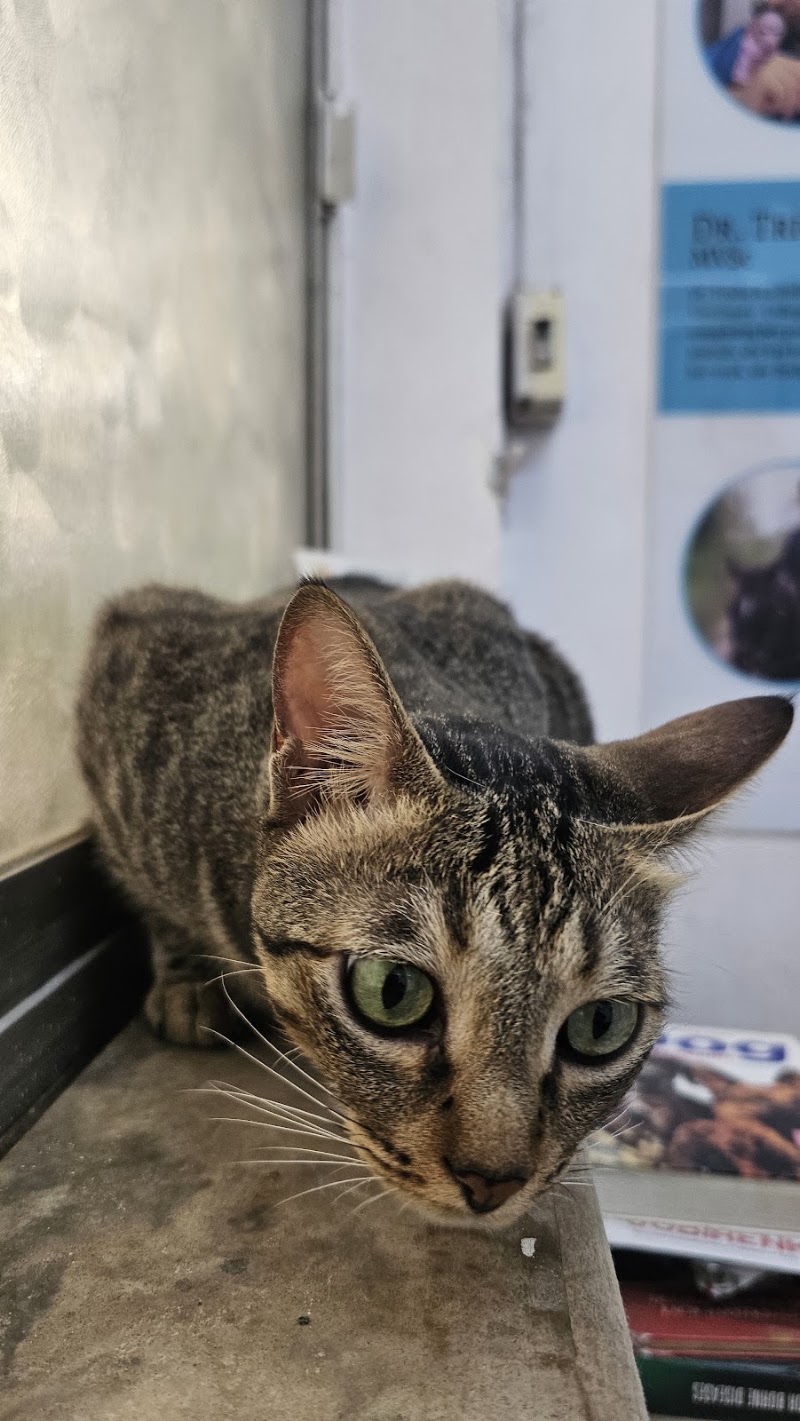 Dr. Deepa Katyal’s AWRC – The Vet Clinic for your Pet’s concerns