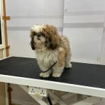 PetLifeline Hospital and Grooming center