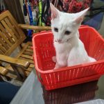 Vet’s Best Pet Clinic Dr. Lokkit