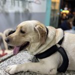 Star Pet Clinic & Surgical Center