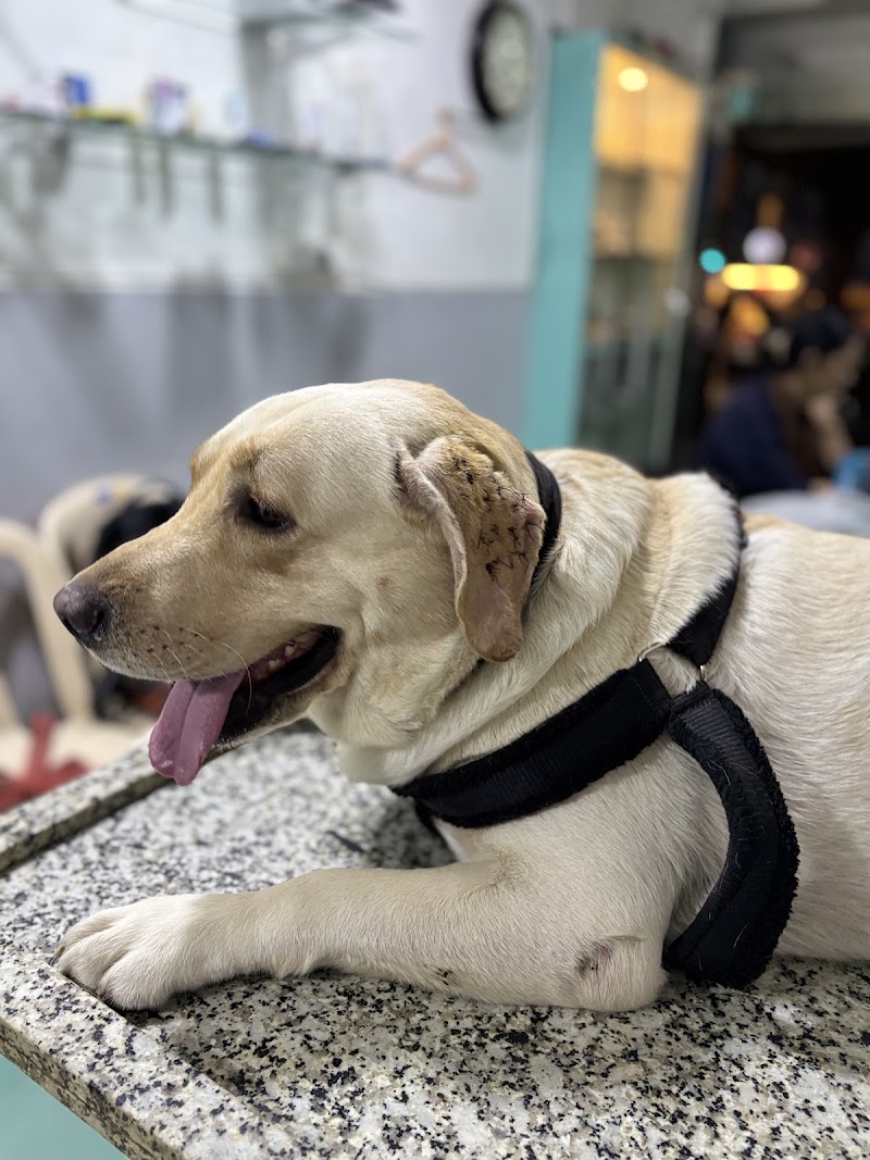 Star Pet Clinic & Surgical Center