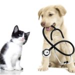 Active pet clinic