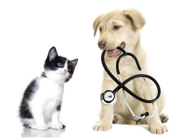 Active pet clinic