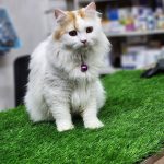 Snoopy’s Pet clinic, store and spa