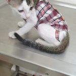 Pet’s Health Corner