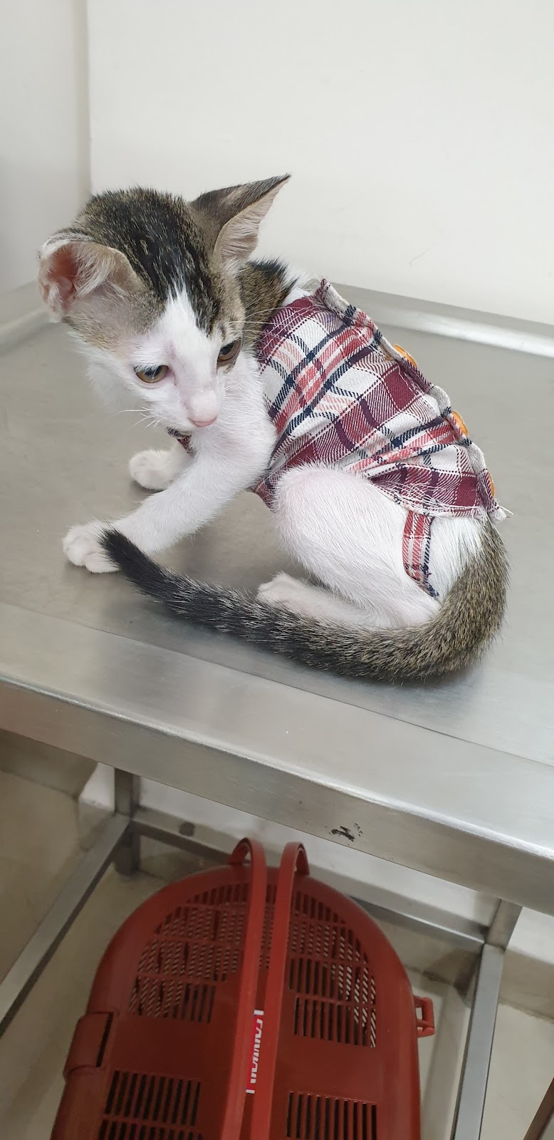 Pet’s Health Corner
