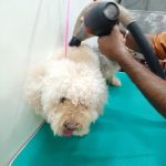 Vet Care +