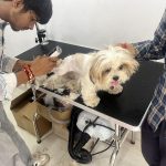 The Fur Life Pet Care