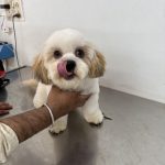 VET HELP Grooming And Clinic