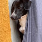 Happy Tails Emergency Clinic