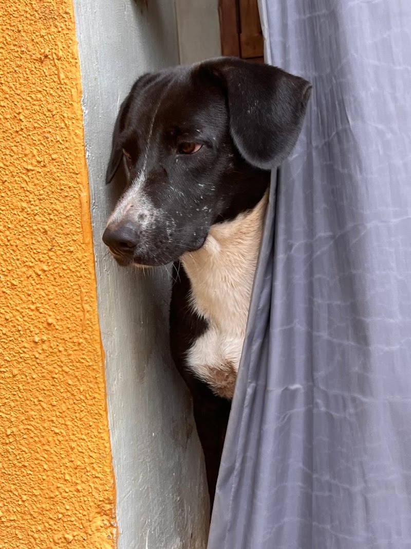 Happy Tails Emergency Clinic