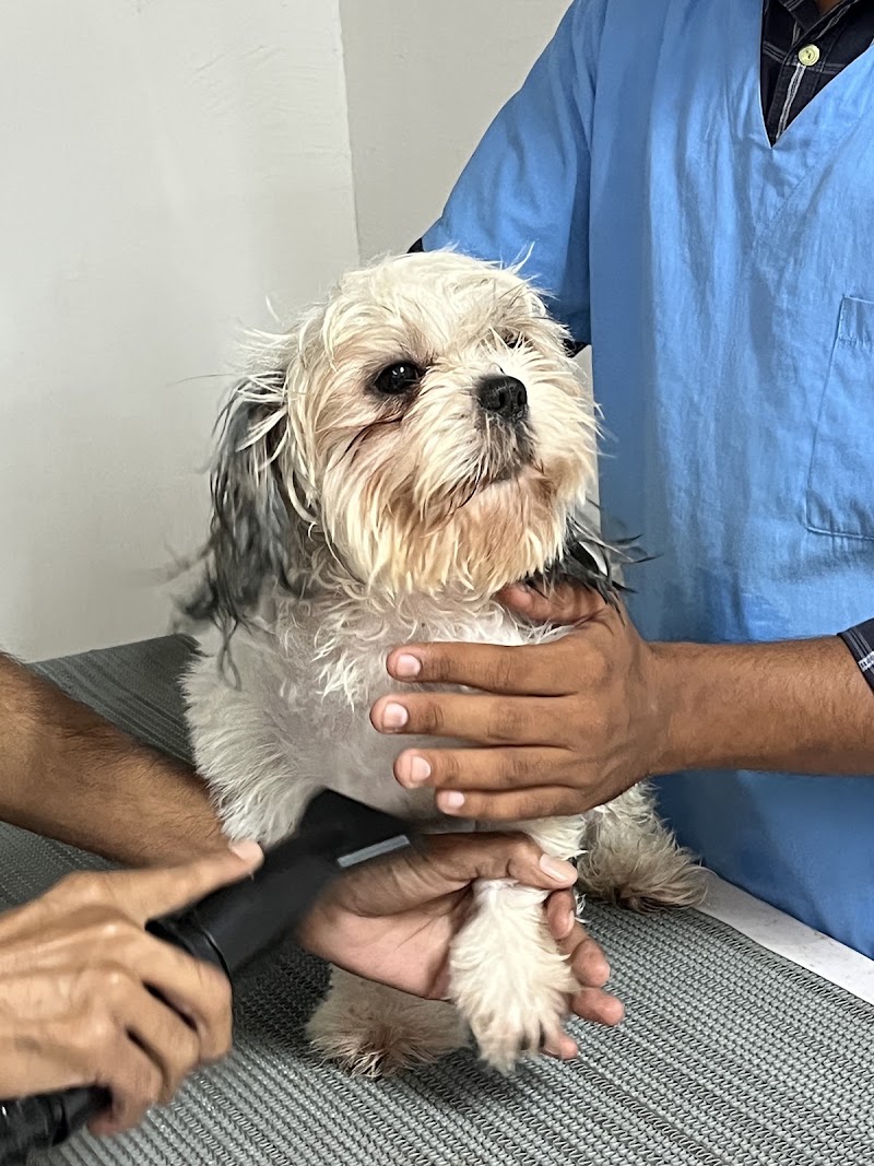 Paw Centric Pet Clinic (Sector 117)