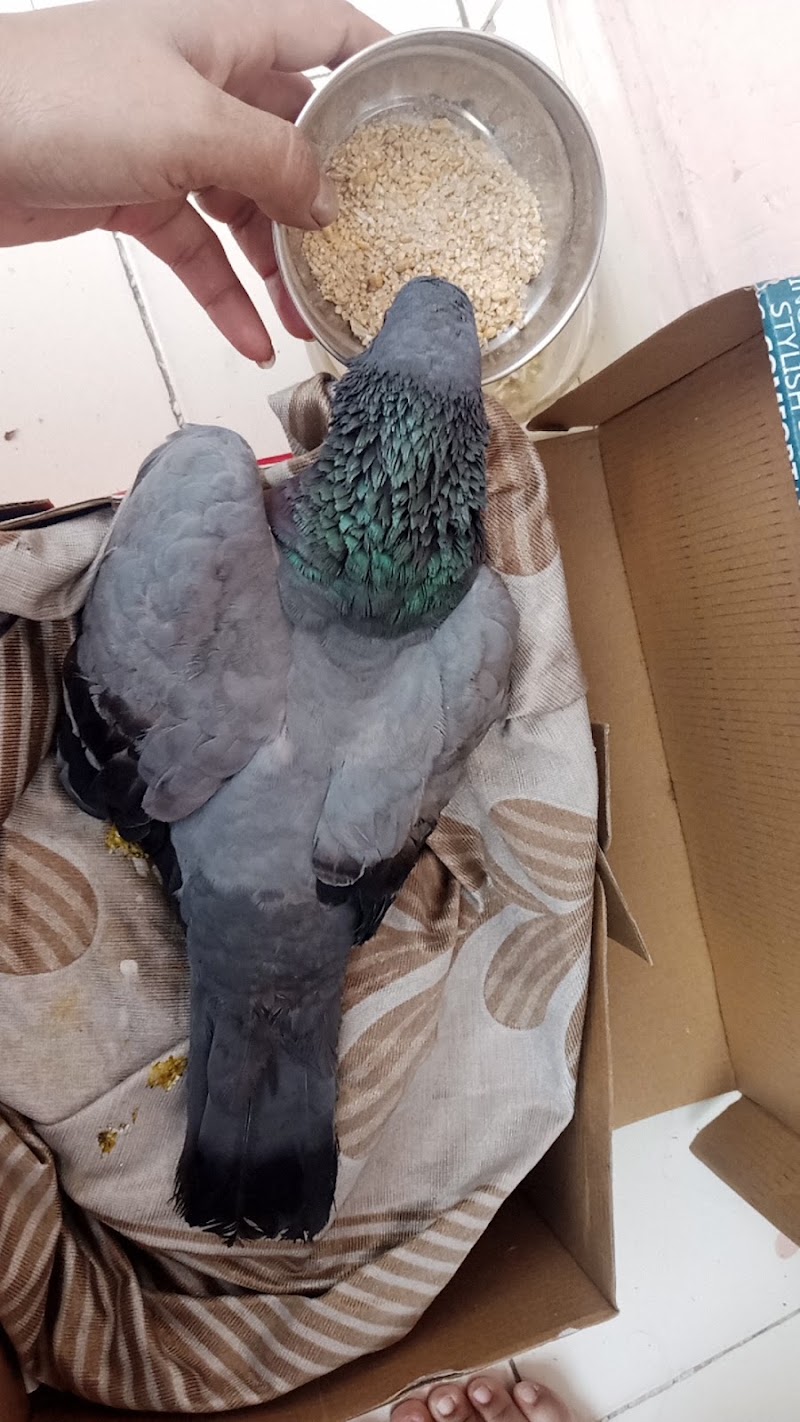 Pet and Birds Zone
