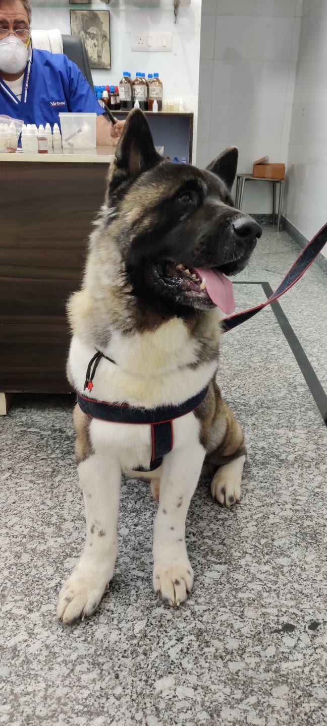 Triguna’s Dog Clinic